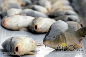 Объемы вылова рыбы в Украине увеличились почти на 35%!