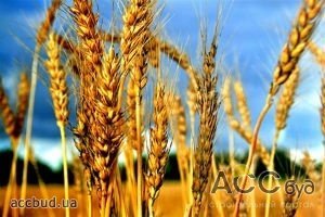 Европе нужна украинская пшеница